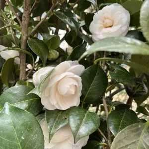 Giardino d'Ombre – vista 9