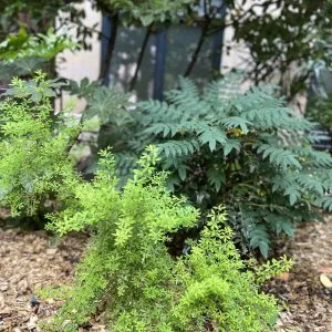 Giardino d'Ombre – vista 11