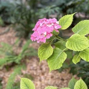 Giardino d'Ombre – vista 2