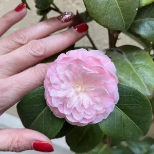 Giardino d'Ombre – vista 6